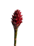 Black Kiss Costus Dark Red Tropical Flower (Fresh Cut)